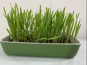 Barley saplings 9 days old